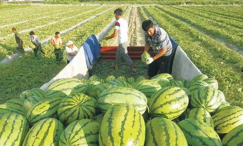 新疆最新瓜爆料,最新品种惊艳亮相！